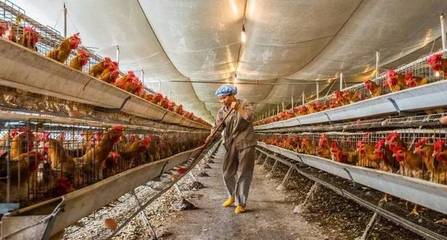 濫用農(nóng)藥、化肥、抗生素 農(nóng)業(yè)模式不改，315將是打不完的假，辟不完的謠