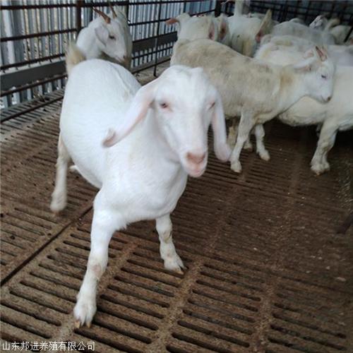 山東邦進(jìn)養(yǎng)殖 市長(zhǎng)江路南站小區(qū)畜牧業(yè)的現(xiàn)代化發(fā)展之路